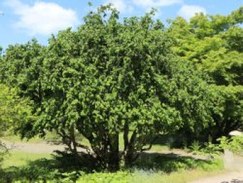 Korkenzieherhaselnuss 'Contorta', 150-175 cm, Corylus avellana 'Contorta', Containerware