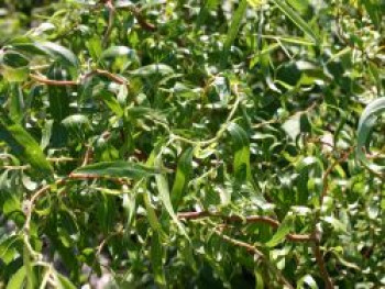 Korkenzieherweide &#8218;Tortuosa&#8216;, 100-150 cm, Salix matsudana &#8218;Tortuosa&#8216;, Containerware