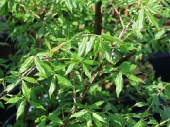 Korkflügelstrauch 'Blade Runner', 40-60 cm, Euonymus alatus 'Blade Runner', Containerware