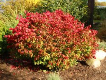 Niedriger Korkspindelstrauch / Korkflügelstrauch &#8218;Compactus&#8216;, 20-30 cm, Euonymus alatus &#8218;Compactus&#8216;, Containerware