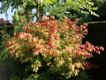 Korkflügelstrauch 'Fireball', 20-30 cm, Euonymus alatus 'Fireball', Containerware