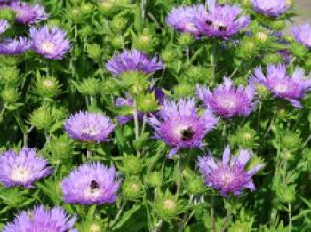 Kornblumen-Aster &#8218;Mels Blue&#8216;, Stokesia laevis &#8218;Mels Blue&#8216;, Topfware