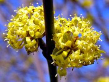 Kornelkirsche 'Golden Glory', 40-60 cm, Cornus mas 'Golden Glory', Containerware