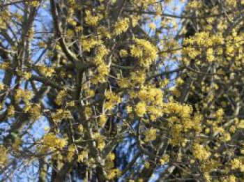 Kornelkirsche 'Jolico', 100-150 cm, Cornus mas 'Jolico', Containerware