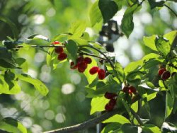 Kornelkirsche 'Kasanlaker', 40-60 cm, Cornus mas 'Kasanlaker', Containerware