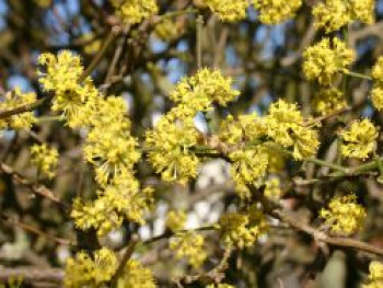 Kornelkirsche, 100-125 cm, Cornus mas, Containerware