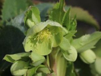 Korsische Nieswurz, Helleborus argutifolius, Topfware