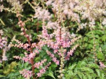 Krause Zwergspiere &#8218;Perkeo&#8216;, Astilbe x crispa &#8218;Perkeo&#8216;, Topfware