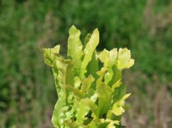 Krauser Hirschzungenfarn 'Cristata', Asplenium scolopendrium 'Cristata', Topfware