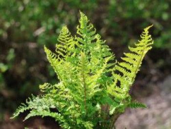 Krauser Wurmfarn 'Crispa', Dryopteris filix-mas 'Crispa', Topfware