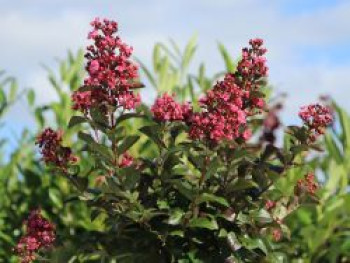 Kreppmyrte / Kräuselmyrthe FIRST EDITIONS ® 'Coral Magic', Stamm 80-90 cm, 100-125 cm, Lagerstroemia indica FIRST EDITIONS ® 'Coral Magic', Stämmchen