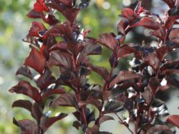 Kreppmyrte / Kräuselmyrte Black Solitaire ® 'Best Red', Stamm 70-80 cm, 100-125 cm, Lagerstroemia indica Black Solitaire ® 'Best Red', Stämmchen