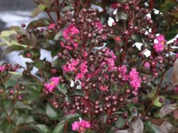 Kreppmyrthe / Kräuselmyrthe 'Rhapsodi in Blue', Stamm 80-90 cm, Lagerstroemia indica 'Rhapsodi in Blue', Stämmchen