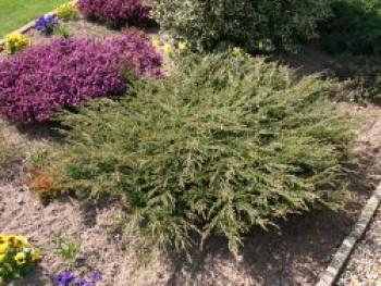 Kriech-Wacholder / Kriechender Wacholder &#8218;Repanda&#8216;, 20-30 cm, Juniperus communis &#8218;Repanda&#8216;, Containerware