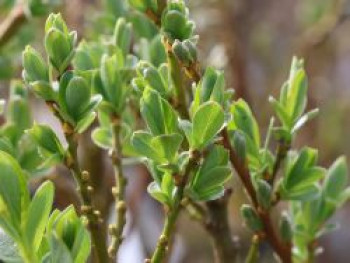 Kriech-Weide, 20-30 cm, Salix x tetrapla, Containerware