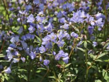 Kriechende Jakobsleiter, Polemonium reptans, Topfware