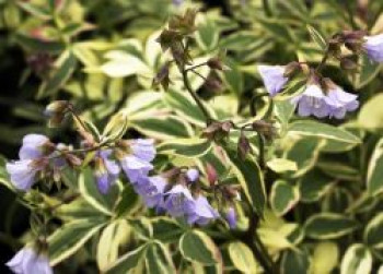 Kriechende Jakobsleiter &#8218;Stairway to Heaven&#8216; ®, Polemonium reptans &#8218;Stairway to Heaven&#8216; ®, Topfware