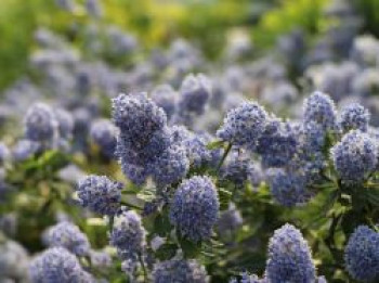 Kriechende Säckelblume, 20-30 cm, Ceanothus thyrsiflorus var. repens, Containerware