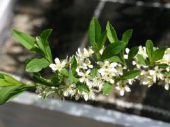 Kriechende Sandkirsche, 25-30 cm, Prunus pumila var. depressa, Containerware