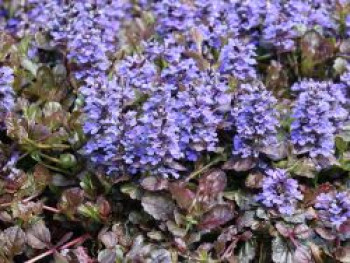 Kriechender Günsel &#8218;Black Scallop&#8216; ®, Ajuga reptans &#8218;Black Scallop&#8216; ®, Topfware