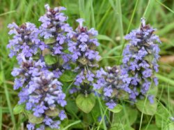 Kriechender Günsel, Ajuga reptans, Topfware