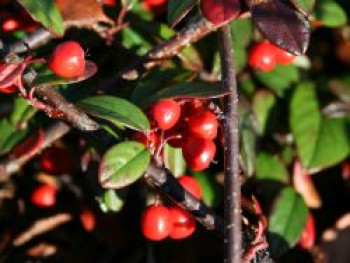 Kriechmispel &#8218;Parkteppich&#8216;, Cotoneaster salicifolius &#8218;Parkteppich&#8216;, Topfware