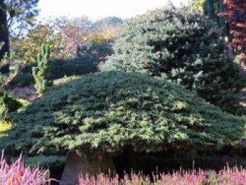 Kriechwacholder &#8218;Green Carpet&#8216;, 20-30 cm, Juniperus communis &#8218;Green Carpet&#8216;, Containerware