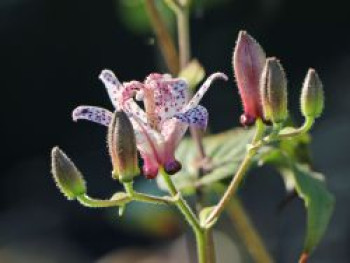 Krötenlilie, Tricyrtis formosana, Topfware