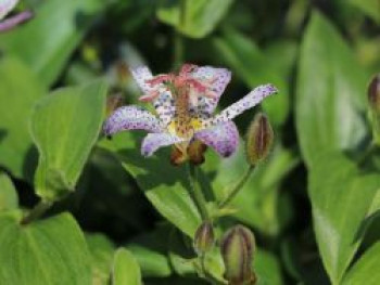 Krötenlilie 'Pink Freckles', Tricyrtis hirta 'Pink Freckles', Containerware