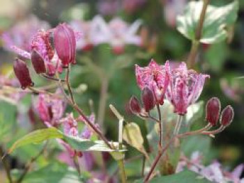 Krötenlilie 'Purple Beauty', Tricyrtis formosana 'Purple Beauty', Topfware