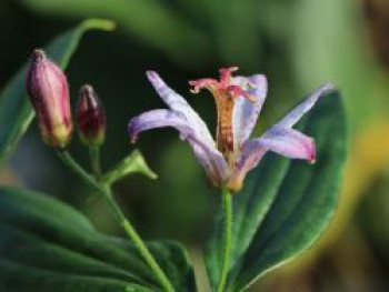 Krötenlilie &#8218;Taiwan Adbane&#8216;, Tricyrtis hirta &#8218;Taiwan Adbane&#8216;, Topfware