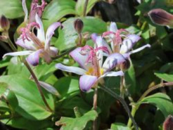 Krötenlilie &#8218;Tojen&#8216;, Tricyrtis hirta &#8218;Tojen&#8216;, Topfware