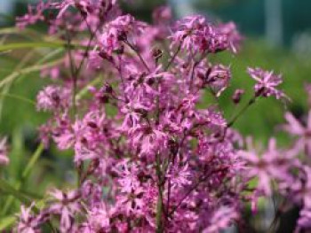 Kuckucks-Lichtnelke, Lychnis flos-cuculi, Topfware