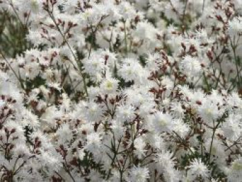 Kuckucks-Lichtnelke &#8218;Petit Henry&#8216;, Lychnis flos-cuculi &#8218;Petit Henry&#8216;, Topfware