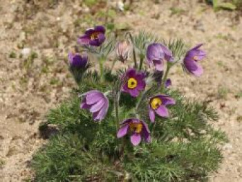 Küchenschelle, Pulsatilla vulgaris subsp. vulgaris, Topfware