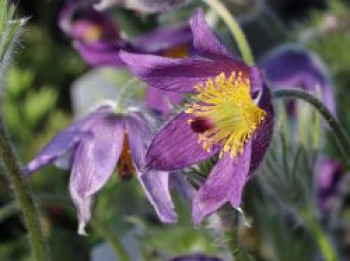 Küchenschelle &#8218;Pinwheel Blau&#8216; ®, Pulsatilla vulgaris &#8218;Pinwheel Blau&#8216; ®, Topfware