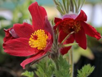 Küchenschelle &#8218;Pinwheel Rot&#8216; ®, Pulsatilla vulgaris &#8218;Pinwheel Rot&#8216; ®, Topfware