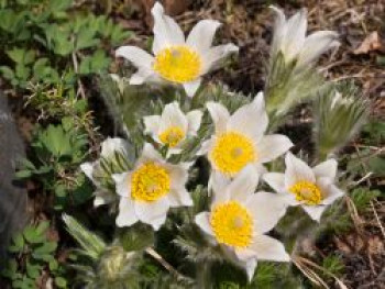 Küchenschelle &#8218;Pinwheel Weiß&#8216; ®, Pulsatilla vulgaris &#8218;Pinwheel Weiß&#8216; ®, Topfware