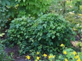 Kugel-Feldahorn 'Nanum', 80-100 cm, Acer campestre 'Nanum', Containerware