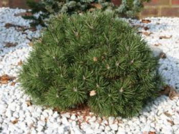 Kugel-Kiefer 'Mops', 15-20 cm, Pinus mugo 'Mops', Containerware