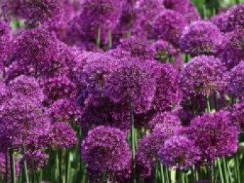 Kugel-Lauch &#8218;Purple Sensation&#8216;, Allium aflatunense &#8218;Purple Sensation&#8216;, Topfware