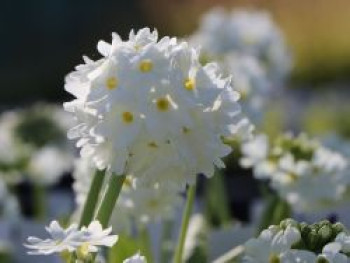 Kugel-Primel &#8218;Alba&#8216;, Primula denticulata &#8218;Alba&#8216;, Topfware