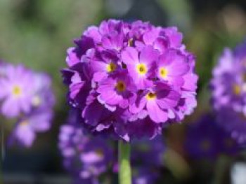 Kugel-Primel, blauviolett, Primula denticulata, blauviolett, Topfware