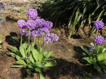 Kugel-Primel &#8218;Grandiflora&#8216;, Primula denticulata &#8218;Grandiflora&#8216;, Topfware