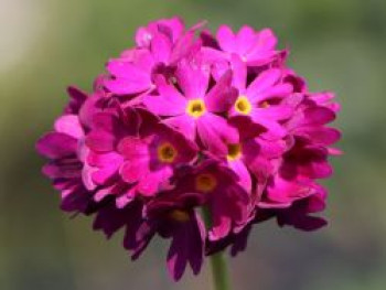 Kugel-Primel &#8218;Rubin&#8216;, Primula denticulata &#8218;Rubin&#8216;, Topfware