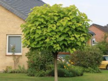 Kugel-Trompetenbaum 'Nana', Stamm 100-110 cm, 125-150 cm, Catalpa bignonioides 'Nana', Stämmchen