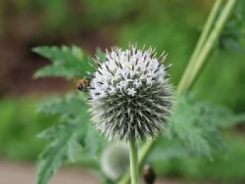 Kugeldistel &#8218;Albus&#8216;, Echinops bannaticus &#8218;Albus&#8216;, Topfware