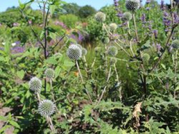 Kugeldistel &#8218;Artic Glow&#8216;, Echinops sphaerocephalus &#8218;Arctic Glow&#8216;, Topfware