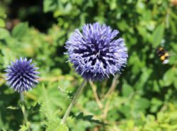 Kugeldistel &#8218;Blue Globe&#8216;, Echinops bannaticus &#8218;Blue Globe&#8216;, Topfware