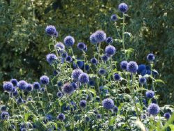 Kugeldistel &#8218;Blue Glow&#8216;, Echinops bannaticus &#8218;Blue Glow&#8216;, Topfware